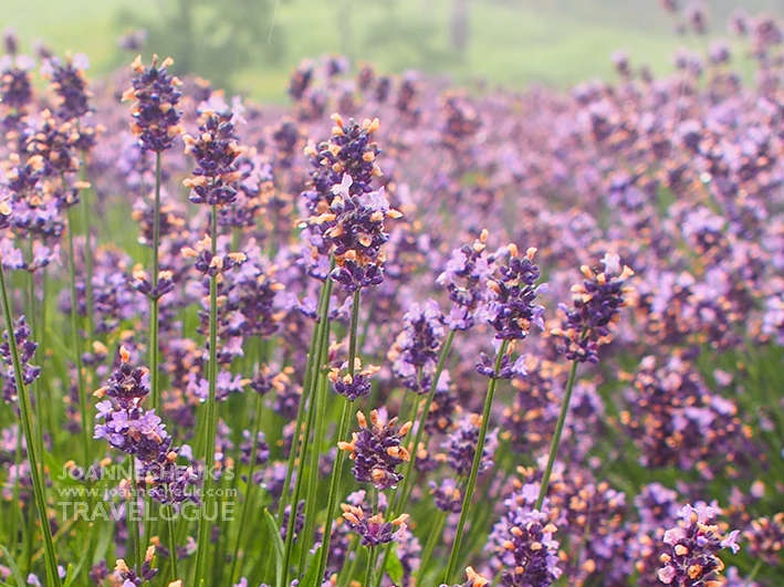 TAMBARA Lavender Park