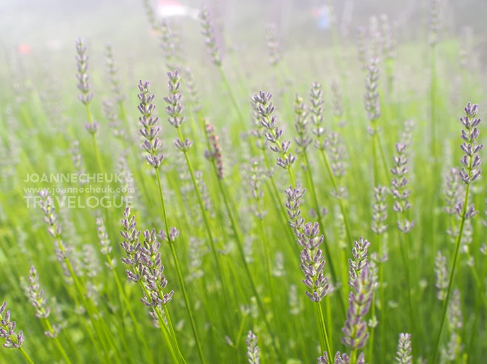 TAMBARA Lavender Park