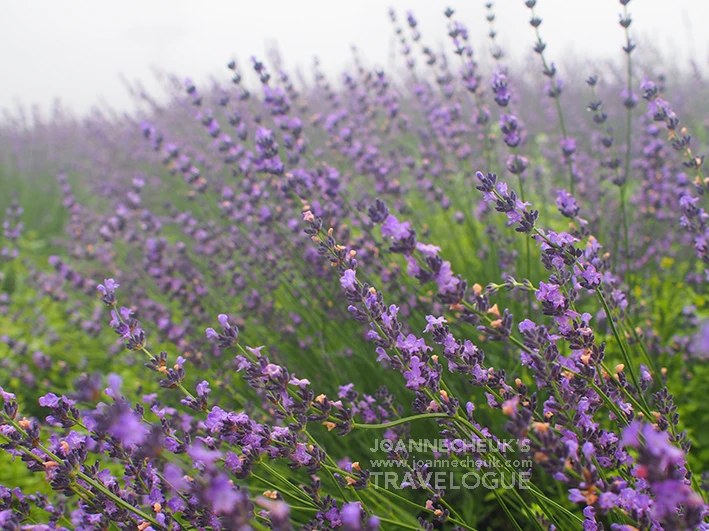 TAMBARA Lavender Park