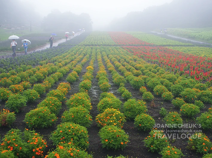 TAMBARA Lavender Park