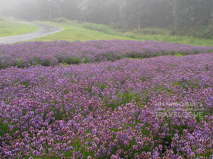 群馬縣Tambara Lavender Park