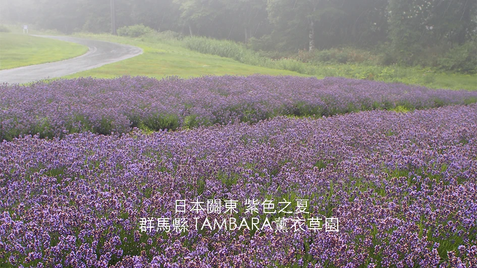 【日本群馬縣】關東玉原高原｜夏之期間限定紫花海｜賞5萬株薰衣草