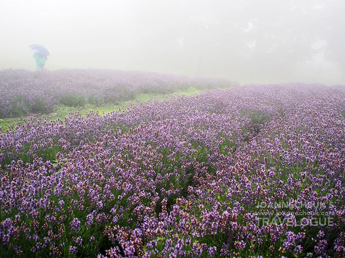 群馬縣Tambara Lavender Park