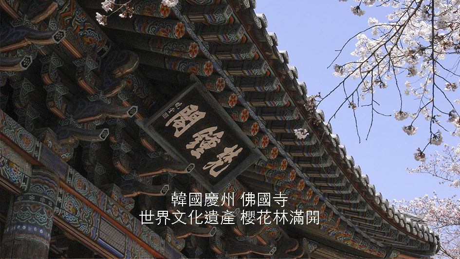 韓國【慶州】世遺佛國寺賞櫻｜新羅王朝佛教勝地｜春天櫻花林滿開