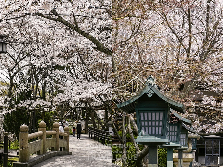 和歌山縣根來寺櫻花