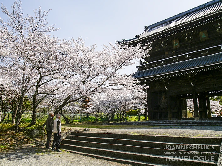 和歌山縣根來寺櫻花