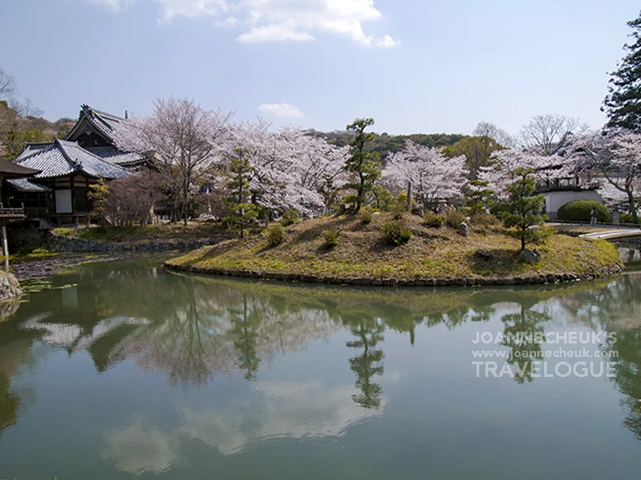 和歌山縣根來寺櫻花