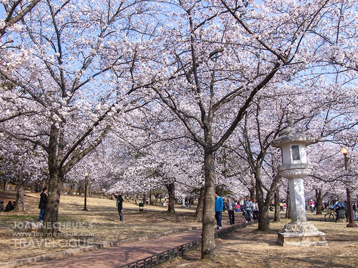 韓國慶州佛國寺櫻花