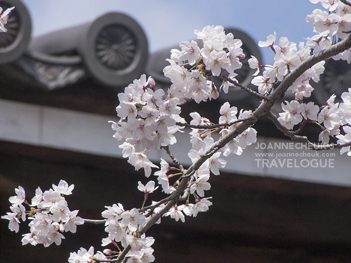 和歌山縣根來寺櫻花