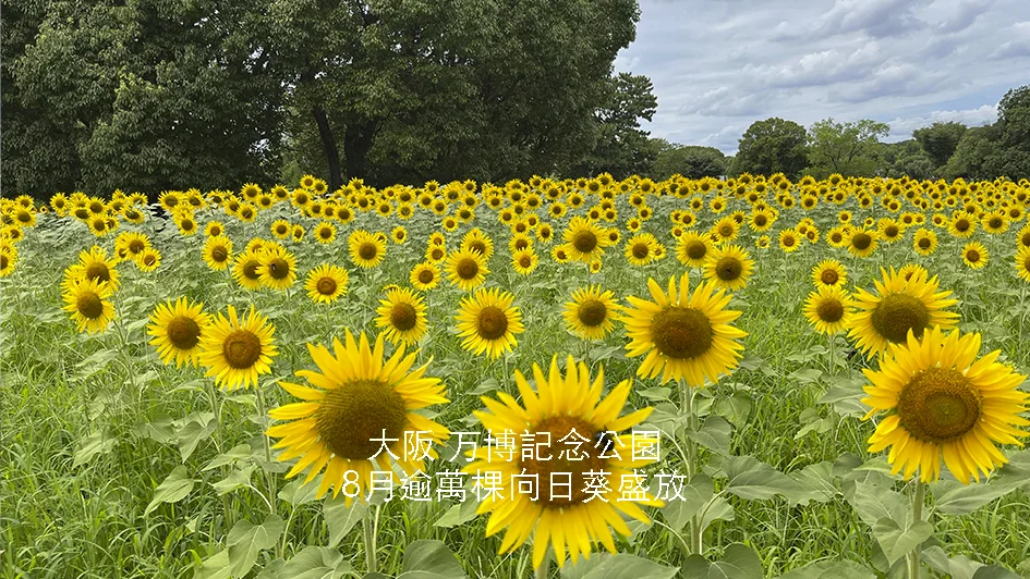 大阪万博記念公園向日葵花海