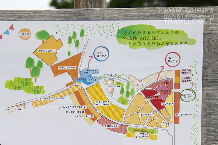 大阪万博記念公園向日葵花海