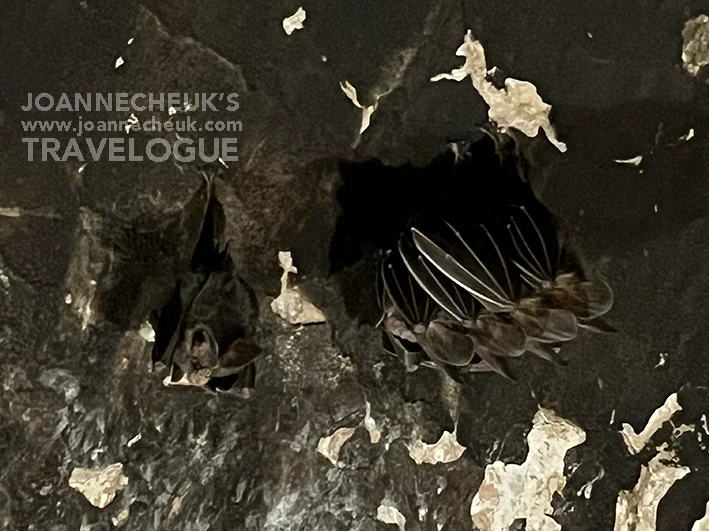 清邁Wat Umong悟孟寺