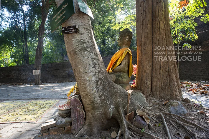清邁Wat Umong悟孟寺