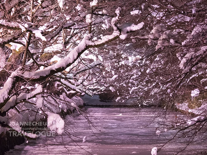青森縣弘前市「冬櫻」