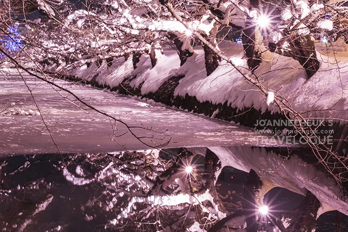 青森縣弘前市「冬櫻」