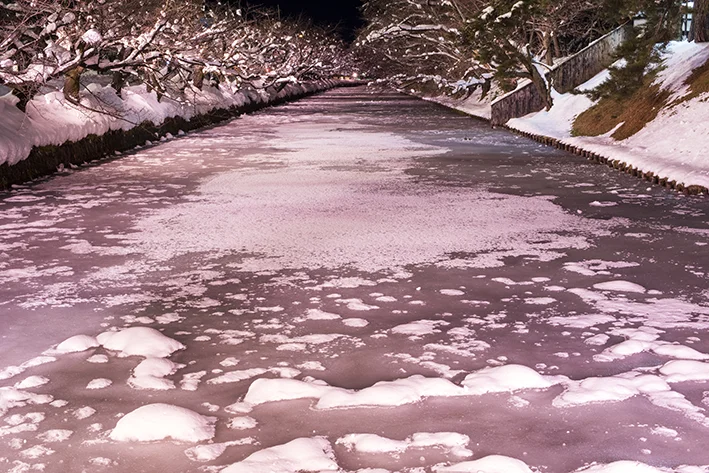 青森縣弘前市「冬櫻」