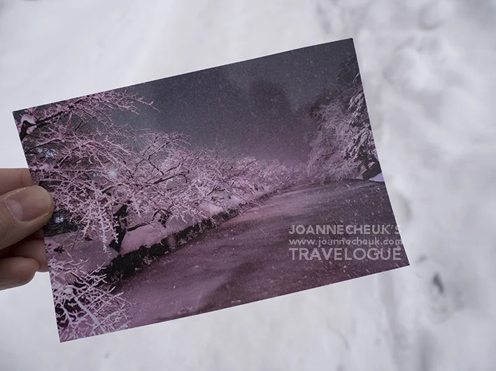 青森縣弘前市「冬櫻」