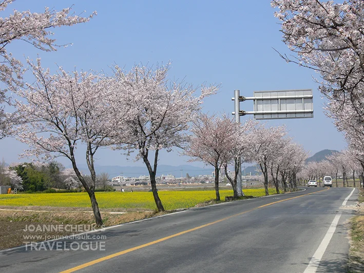 「慶州歷史遺蹟地區」慶州瞻星臺櫻花
