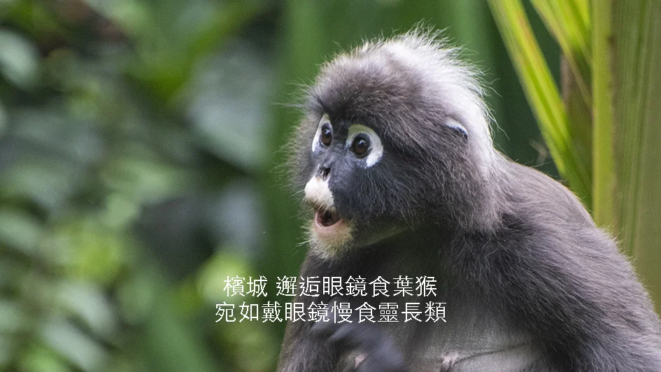 眼鏡食葉猴